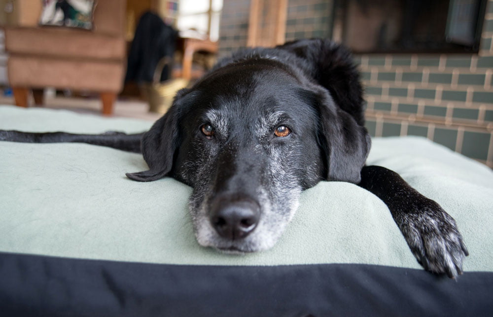 A black and white senior dog laying down on a dog bed